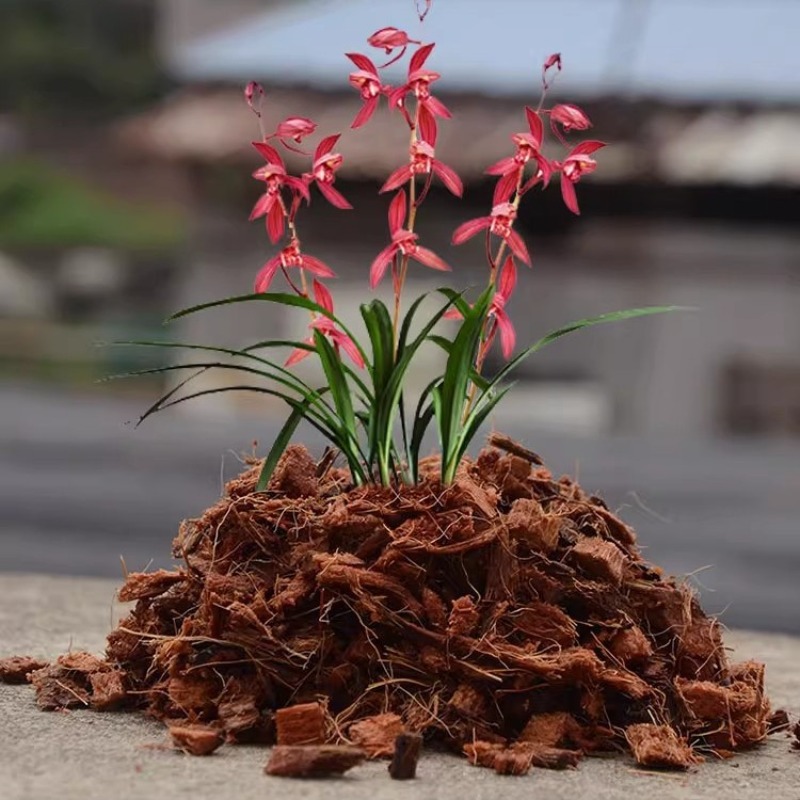 Coconut Coir Brick with Organi - Substrate Coconut Fiber 评论和价格